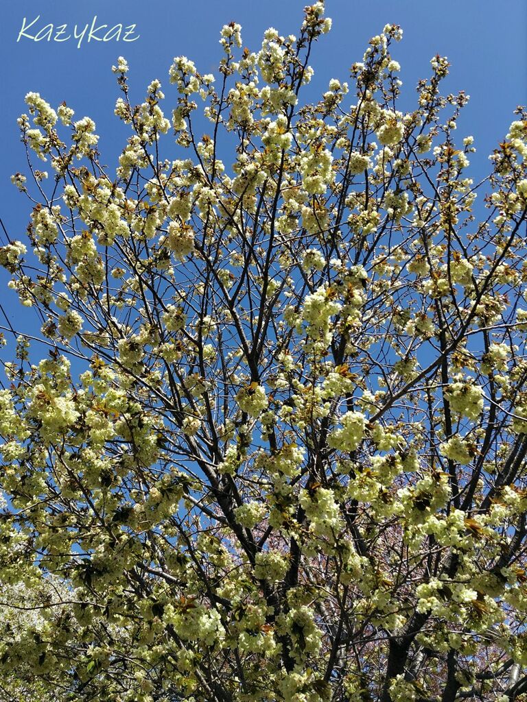 鬱金桜