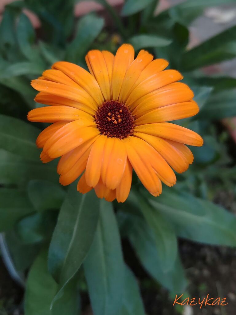 冬花たちの笑顔