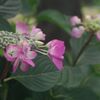 雨花