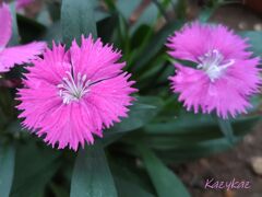 ナデシコ＜四季咲き＞