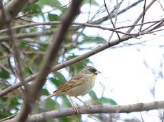 枝が邪魔でした