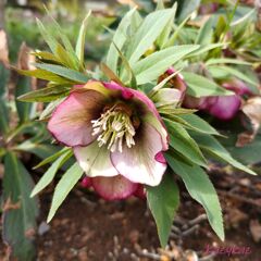 引き寄せられて