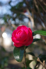 山茶花