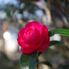 山茶花