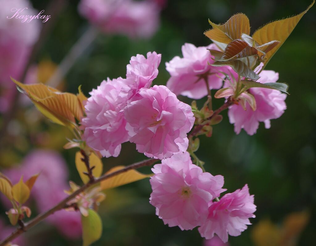 花と葉