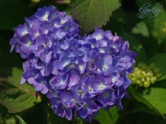紫陽花＜２＞