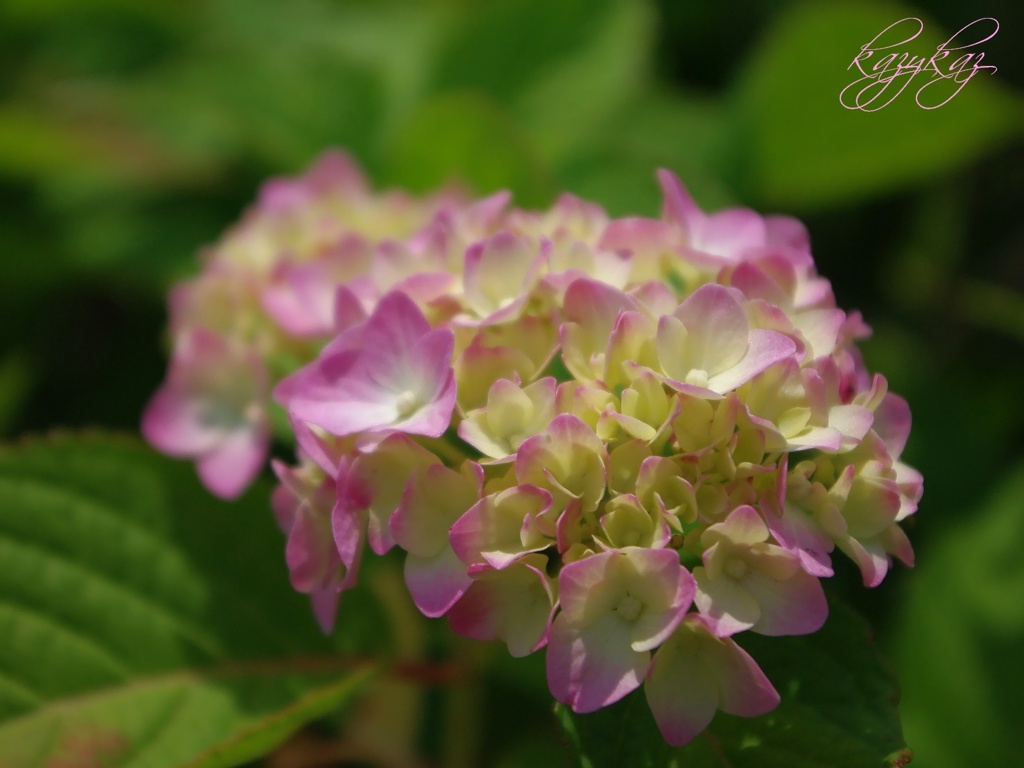 紫陽花