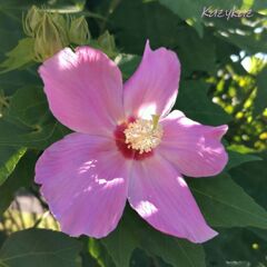 夏の元気なご挨拶