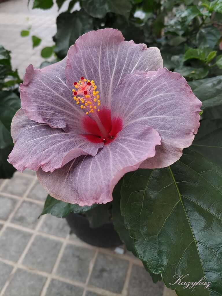 晩秋