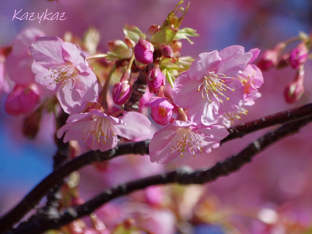 市川南江戸川堤防河津桜