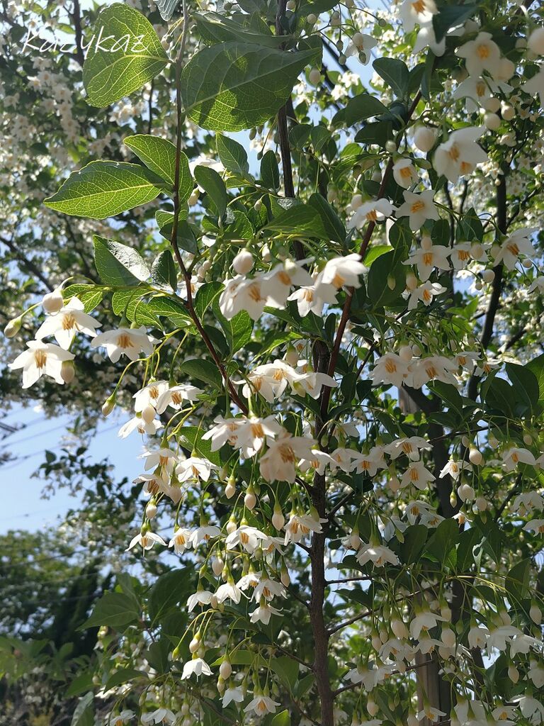 立夏