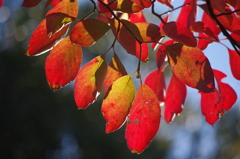 紅葉２