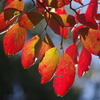 紅葉２