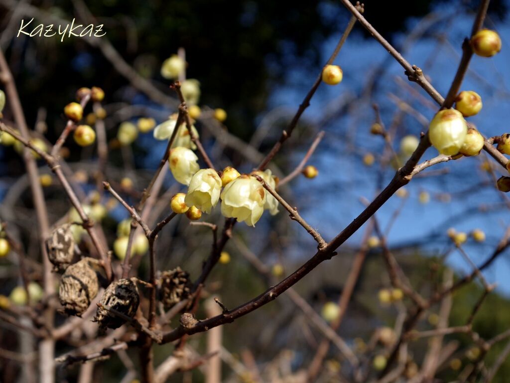 ほころび匂う頃