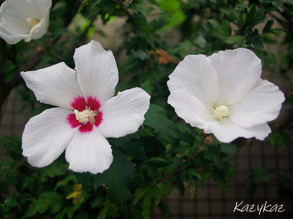 木槿’s