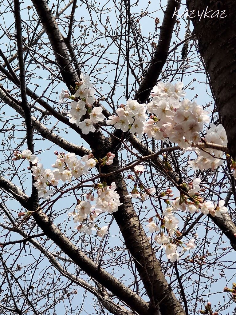 絶賛開花中