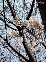 絶賛開花中