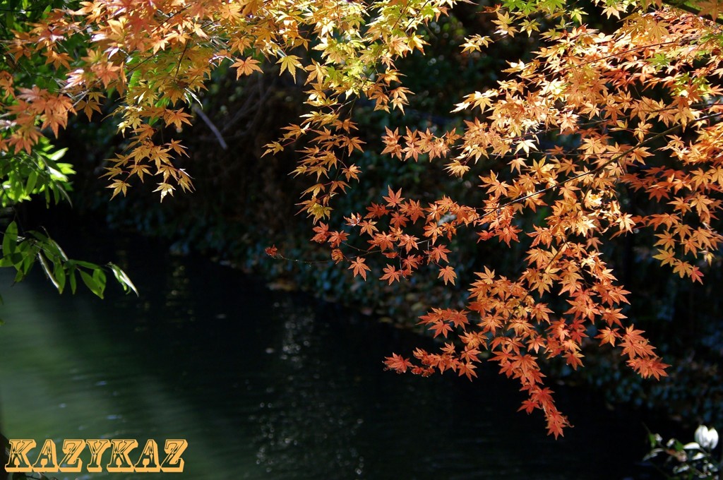 池紅葉