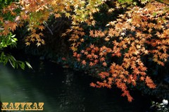 池紅葉