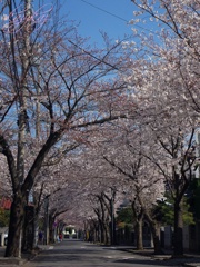 桜トンネル