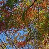紅葉＜１＞