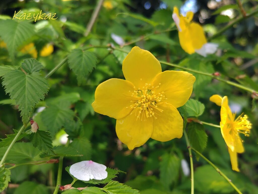 花弁一片