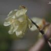 春の予感