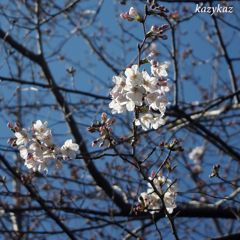 花冷え