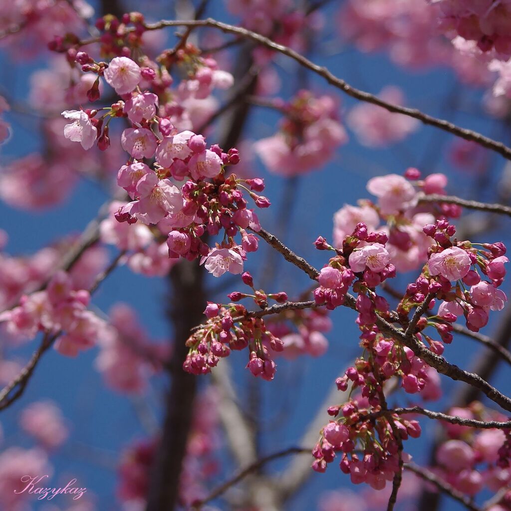 陽光桜