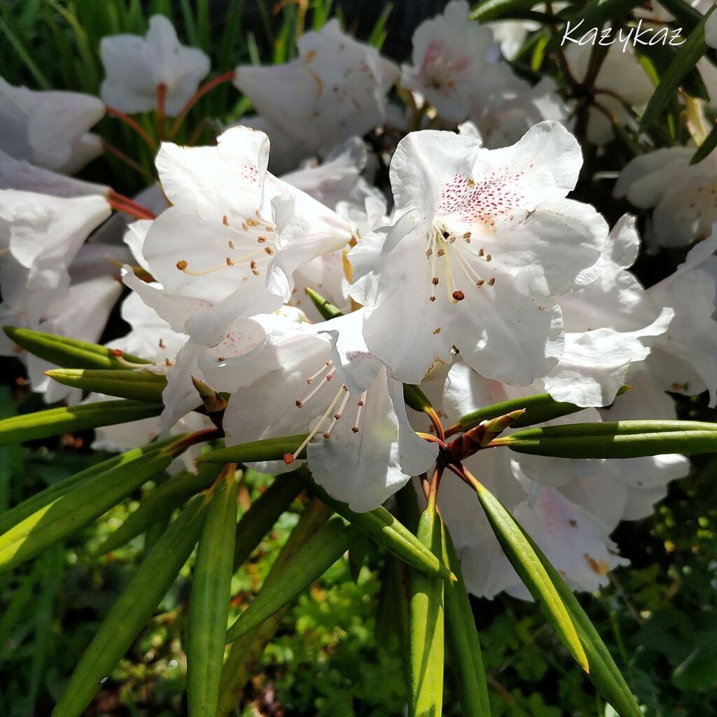 石楠花