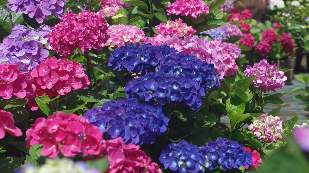 紫陽花