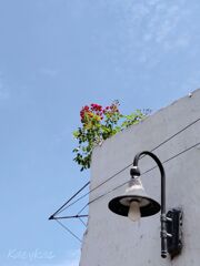 夏空・薔薇・外灯