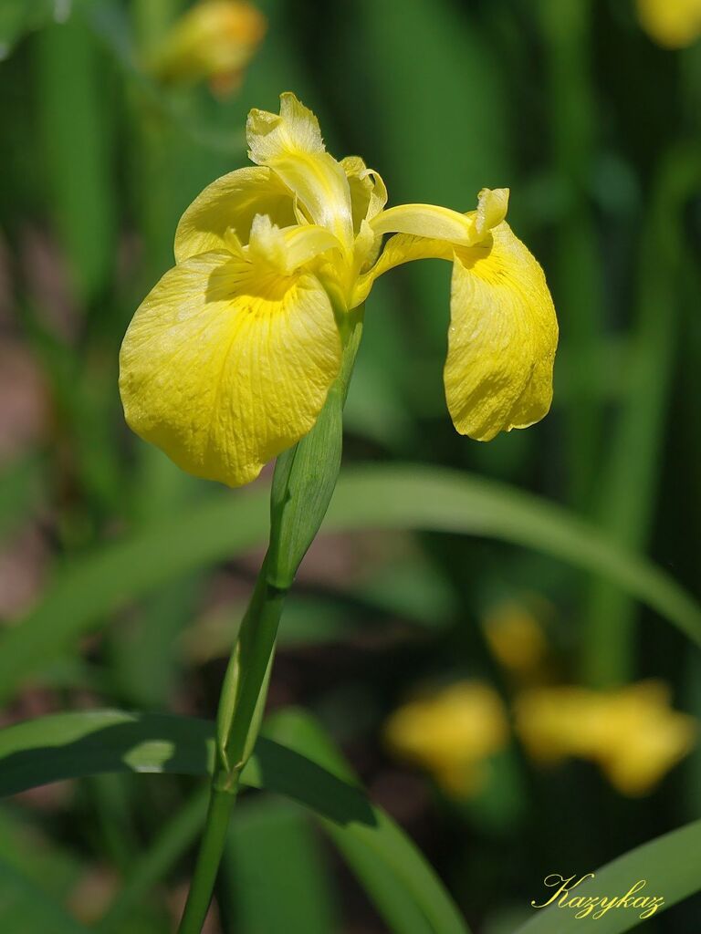 5月5日