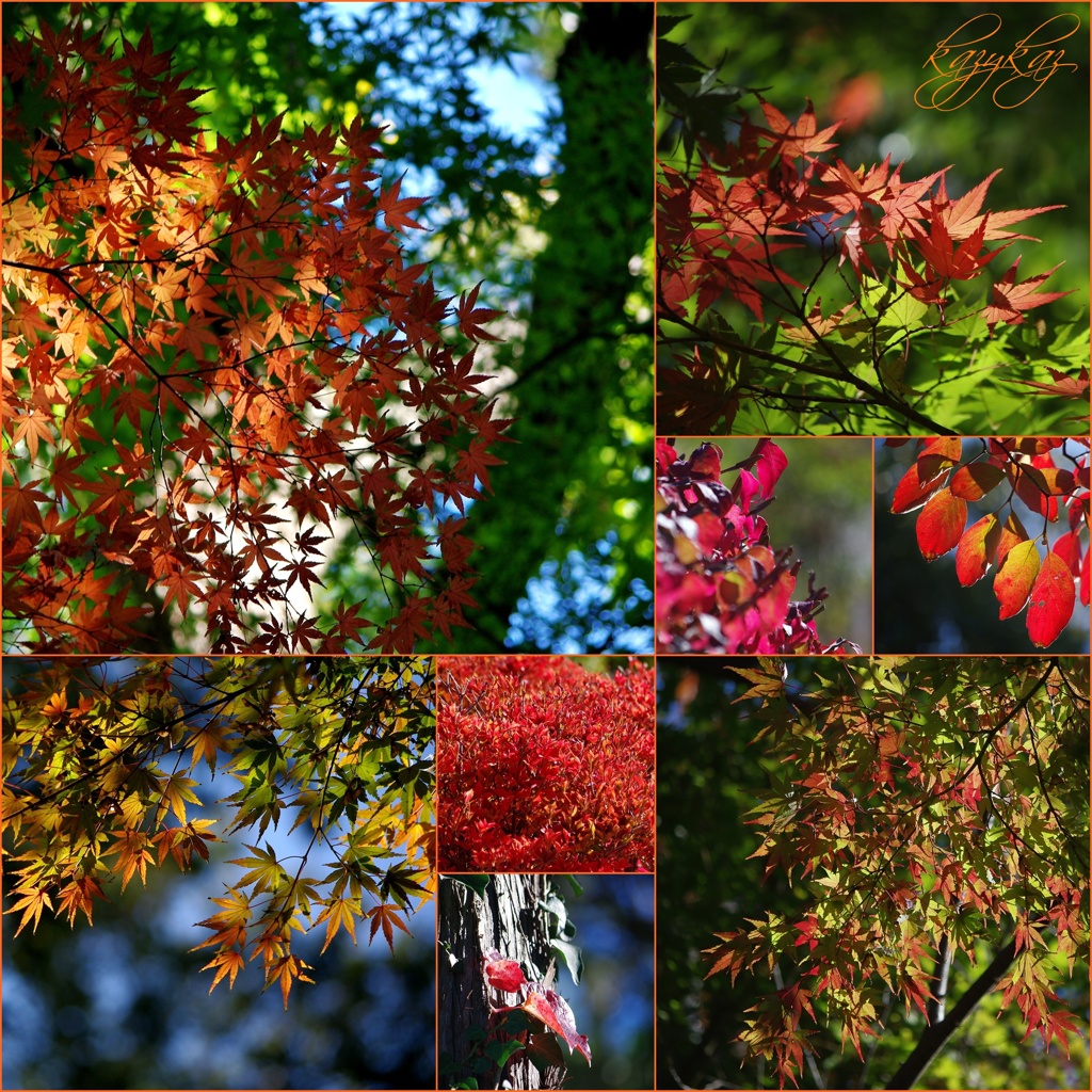 紅葉始まる