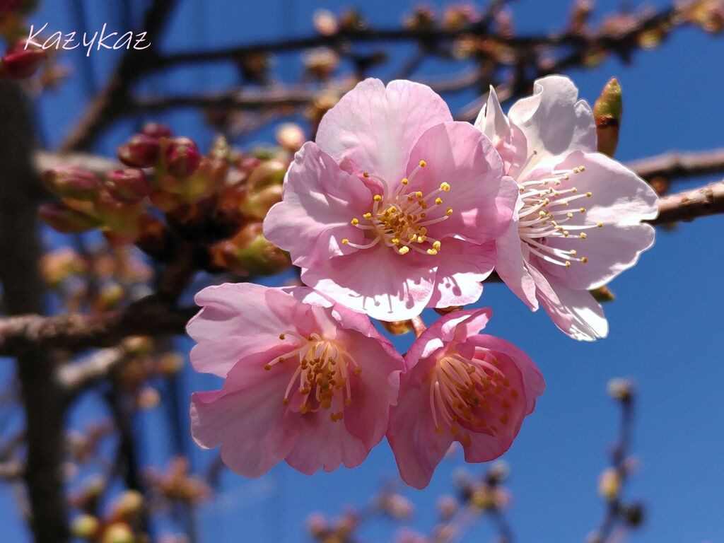 カワヅ咲く