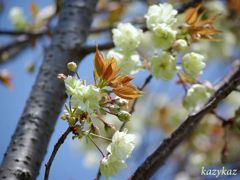 鬱金桜＜１＞
