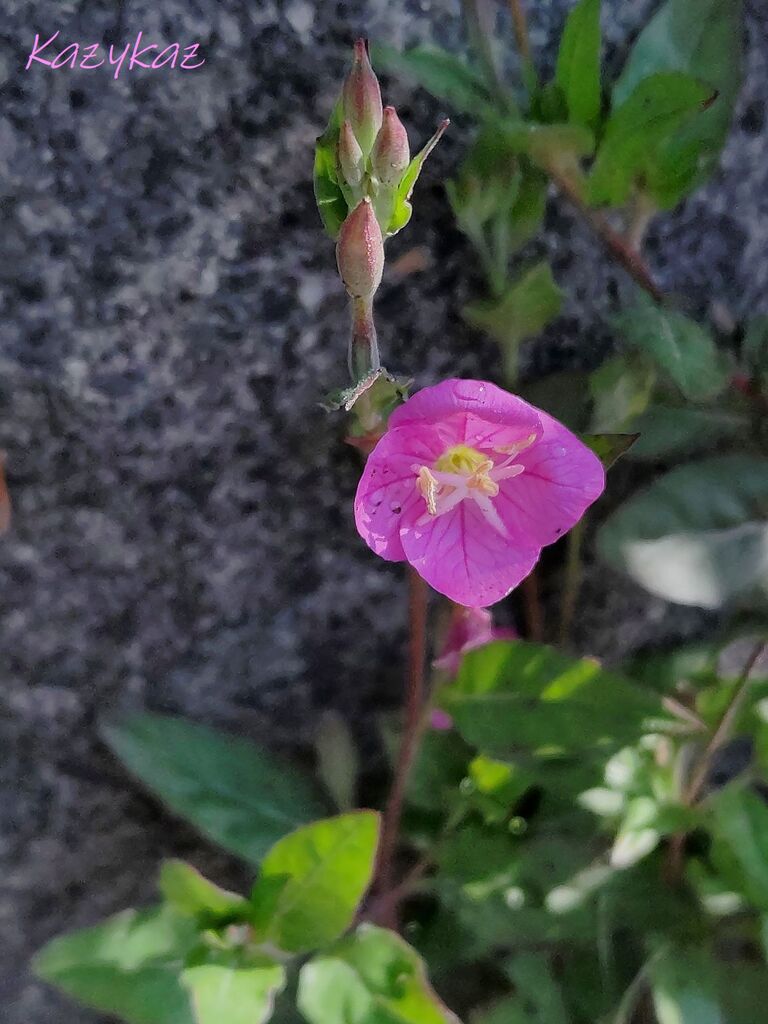 雨上がり