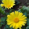 冬花たちの笑顔