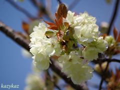 鬱金桜＜２＞