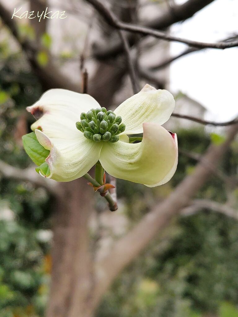 花水木