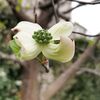 花水木