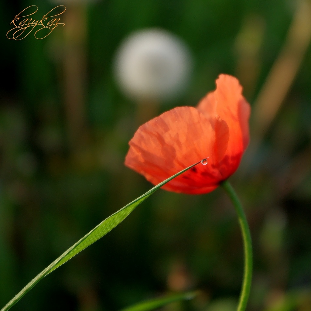 雫・花・綿毛