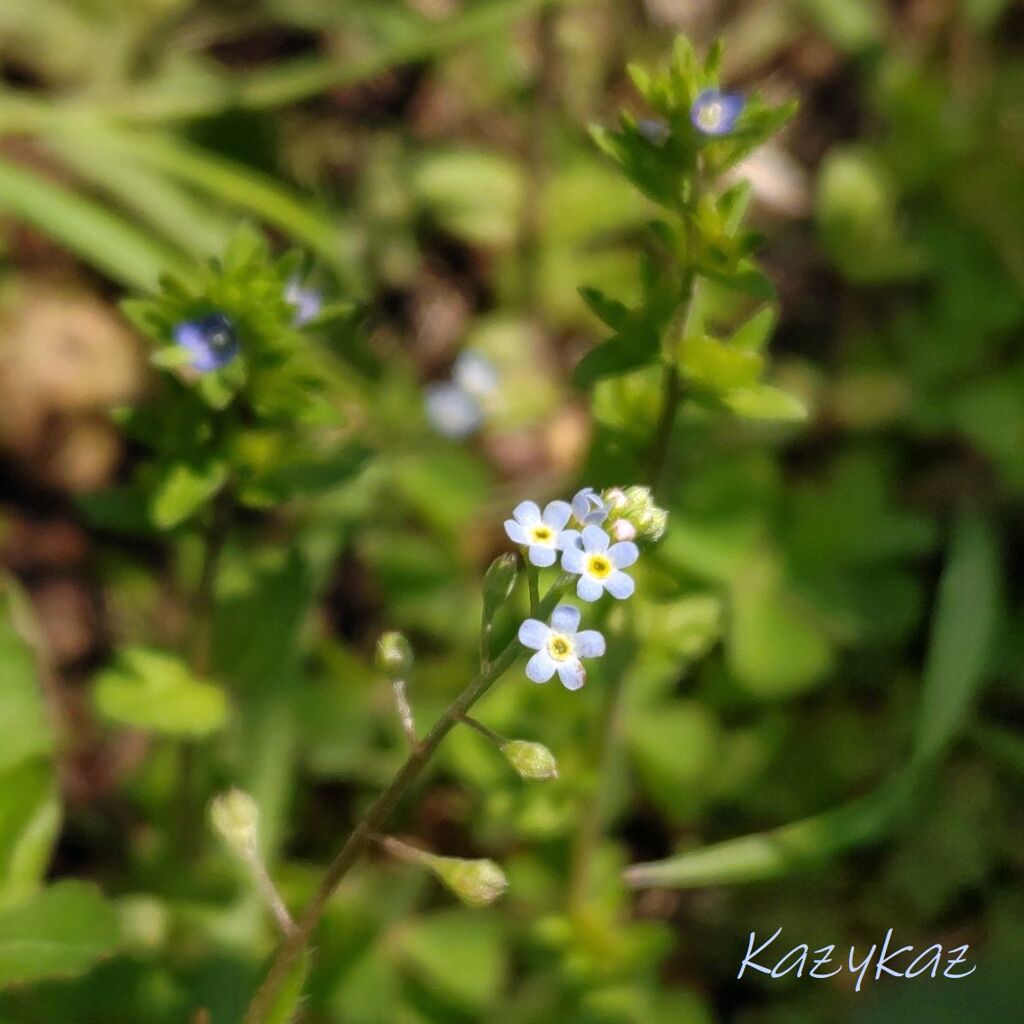 キュウリグサ