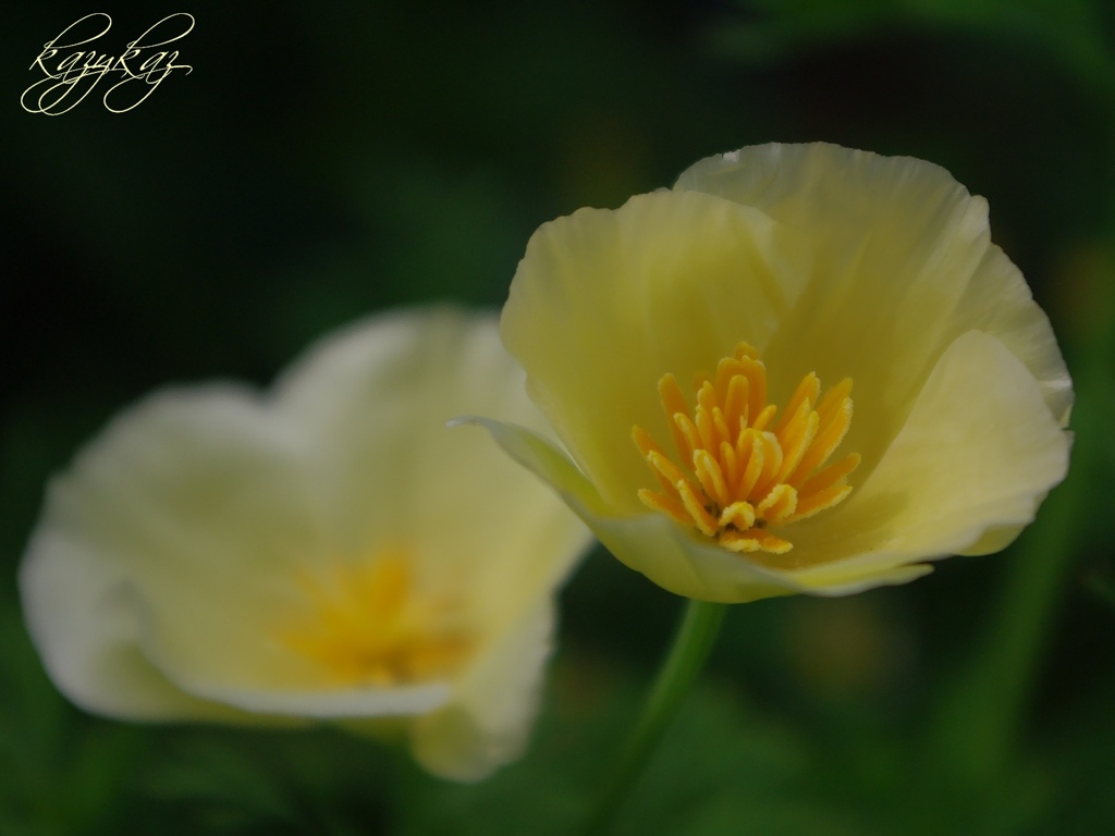 花菱草