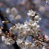 染井吉野