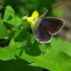 singletail