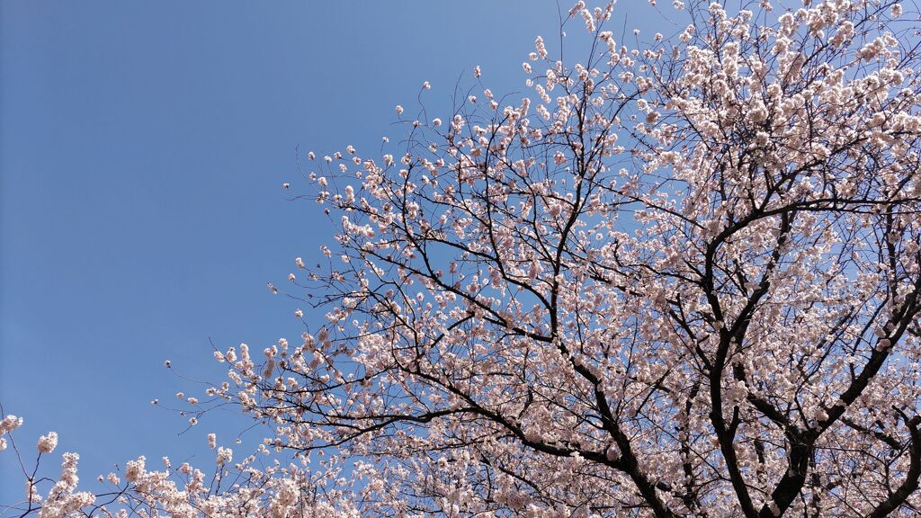桜2022＜１＞