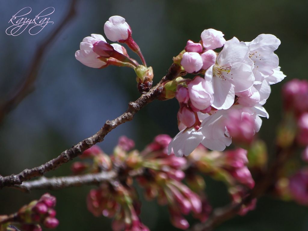 開花