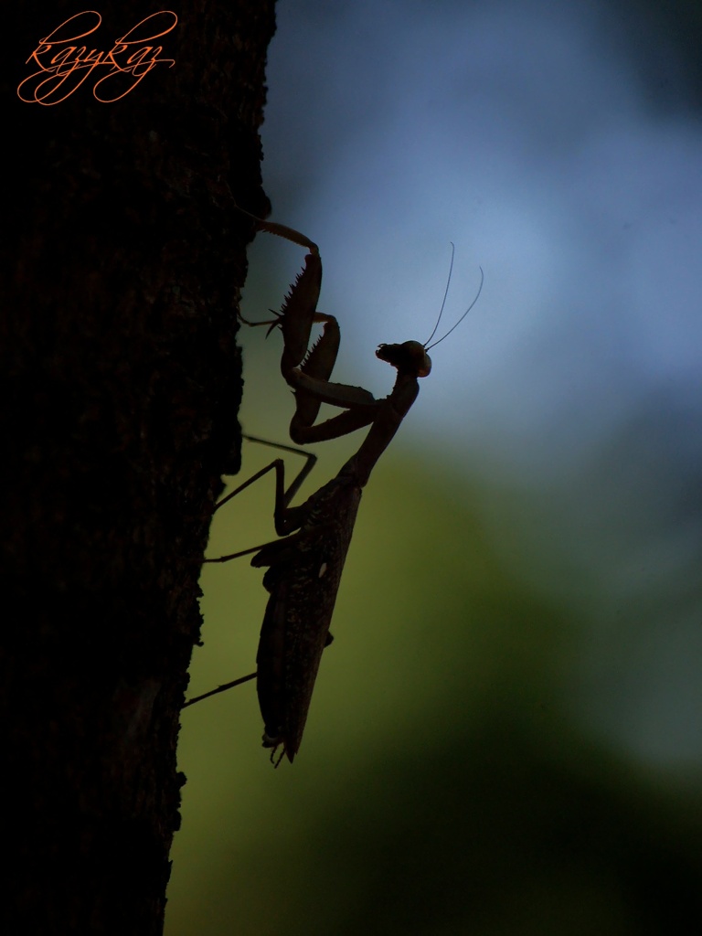 climber