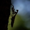 climber